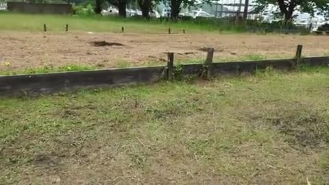 R7　アサギマダラ